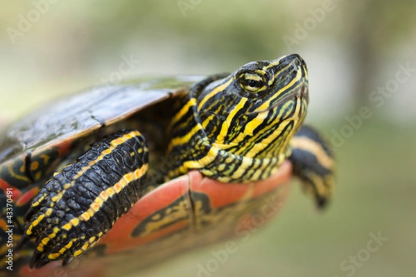 Obraz painted turtle (Chrysemys picta)