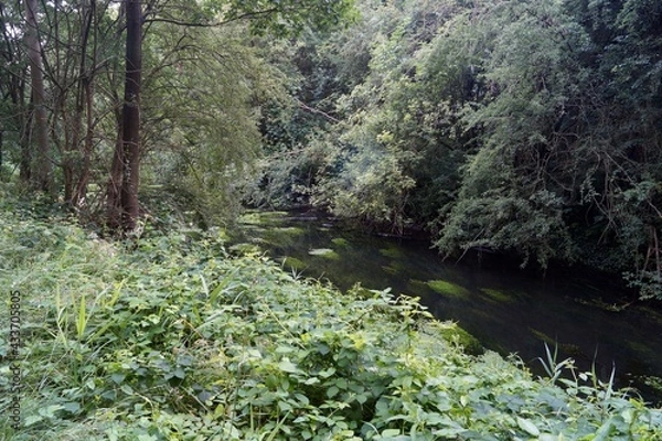 Obraz Forest stream surrounded by green trees and grass