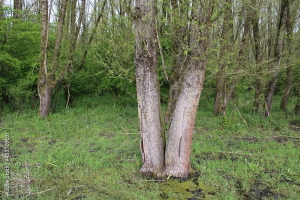 Obraz Tudor Schleurholts