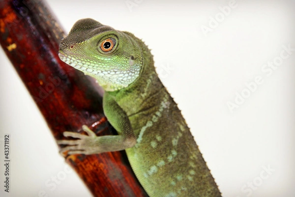 Fototapeta Chinese Water Dragon