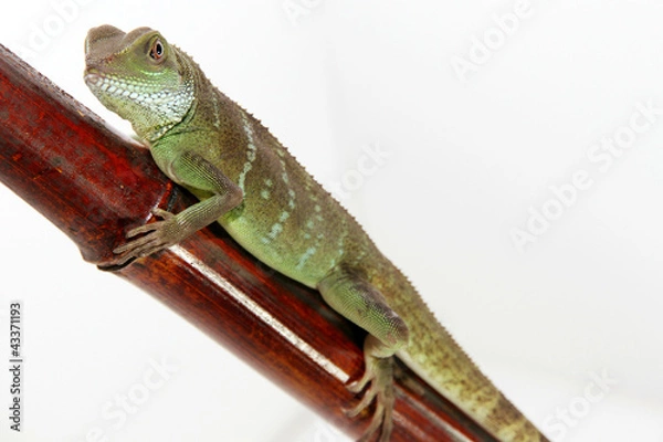 Fototapeta Chinese Water Dragon