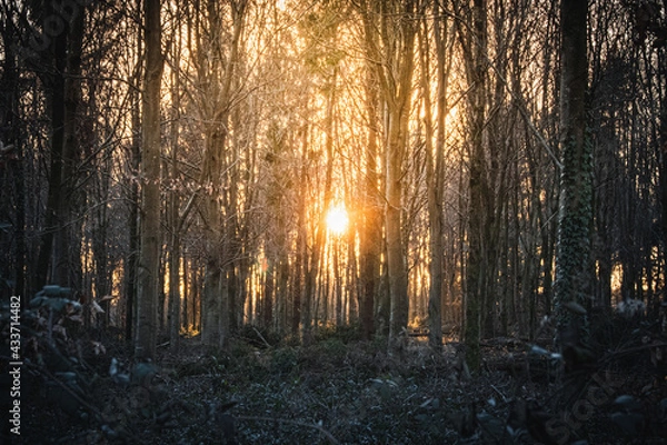 Obraz Sunlight through the trees
