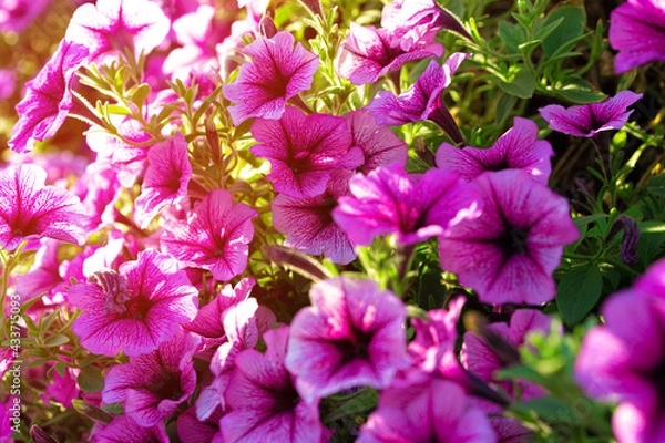 Obraz Bright pink petunia flowers for a background