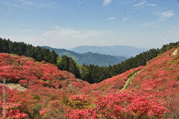 Obraz 奈良県　葛城山の満開のつつじ