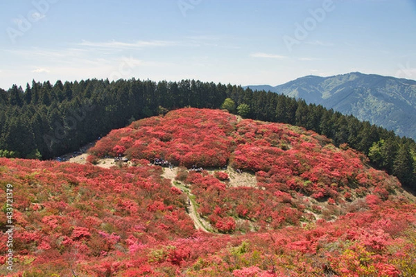 Obraz 奈良県　葛城山の満開のつつじ