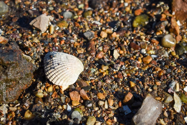 Fototapeta Conchas en la orilla del mar