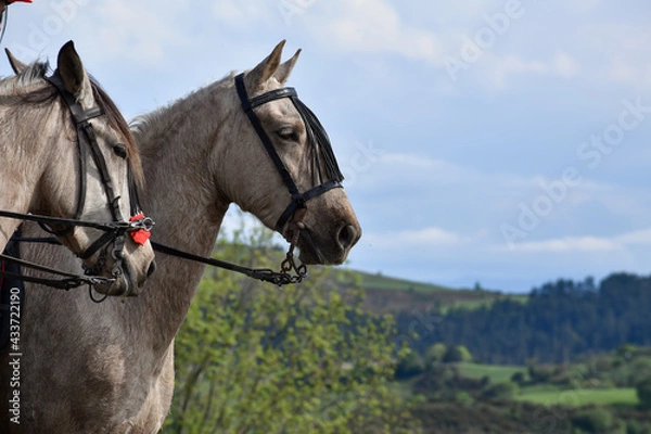 Fototapeta Caballos blancos