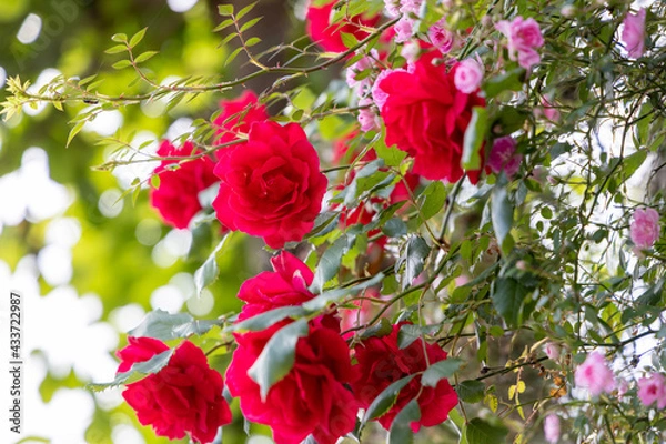 Fototapeta 京都ぶらり、赤とピンクのツルバラ