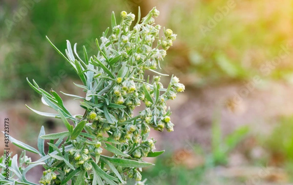 Fototapeta Wormwood (Artemisia Absinthium) plant starting to flowering with green blurred background and sunlight coming from the right