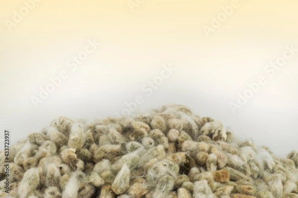 Fototapeta A lots of  cotton seeds isolated in white background  with warm light coming from above