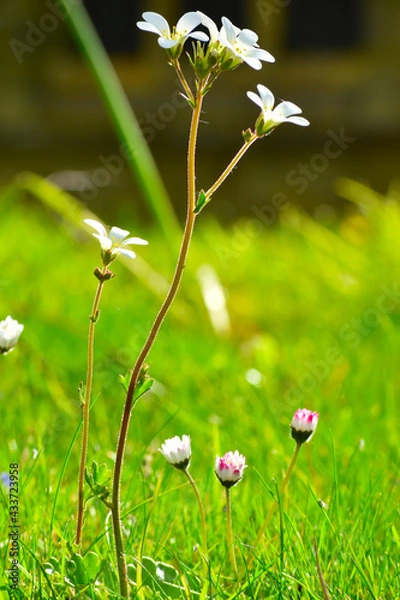 Obraz daisy in the grass