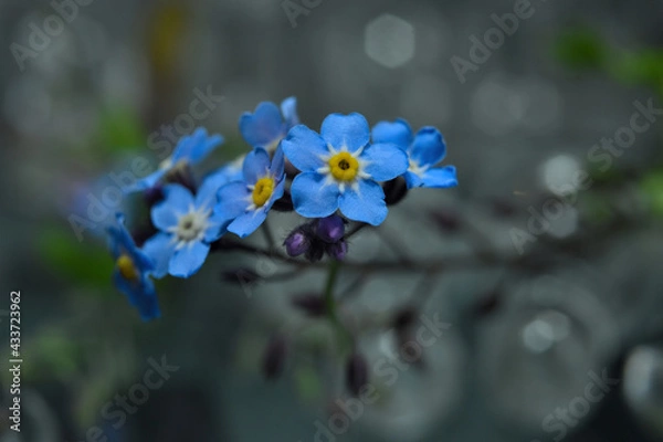 Obraz forget me not
