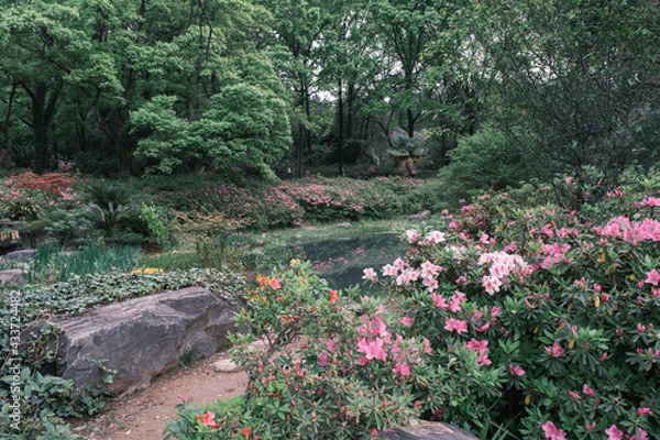 Fototapeta Early spring scenery of Moshan Rhododendron Garden in East Lake, Wuhan, Hubei, China