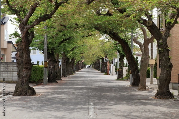 Obraz 5月の桜が丘通り