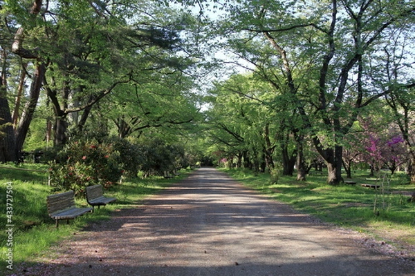 Fototapeta 5月の並木道