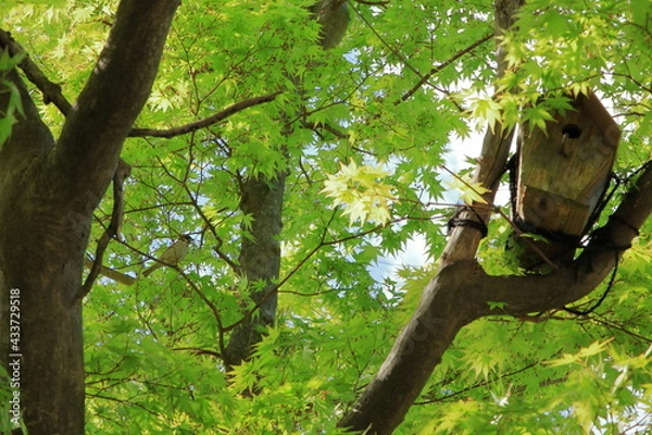 Obraz スズメのお家