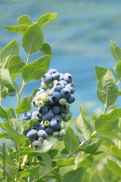 Obraz blueberry in the summer