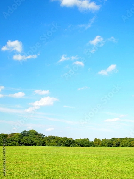 Fototapeta 初秋の草原と林風景