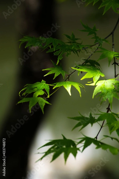 Fototapeta 京都大原三千院参道の新緑