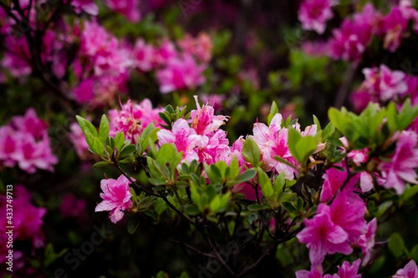 Fototapeta Ashikaga Flower Park 