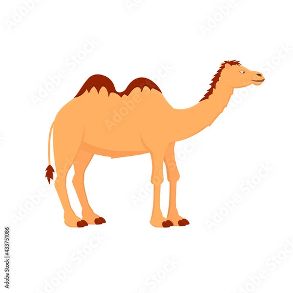 Fototapeta Camel. Animal camel, vector illustration