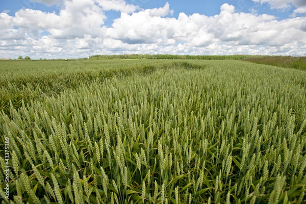 Fototapeta Wheat field with white clouds 