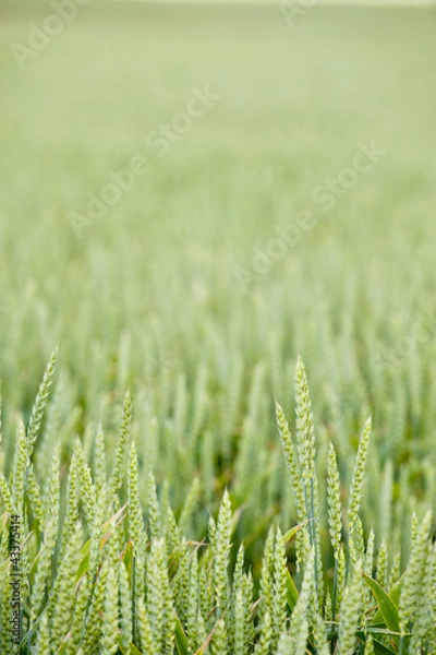 Fototapeta wheat growing in a field