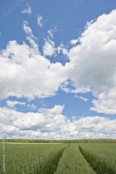 Fototapeta driving through wheat field with beautiful sky overhead 
