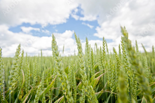 Fototapeta wheat growing in a field