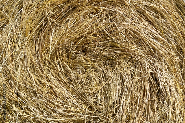 Fototapeta Closeup of a rolled haystack 