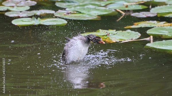 Fototapeta Little Grebe chicks flapping on the surface of the water (from the side)