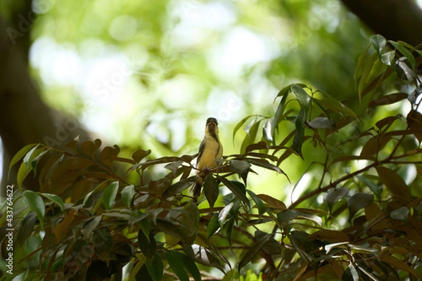 Fototapeta A juvenile great tit looking up at a tree branch
