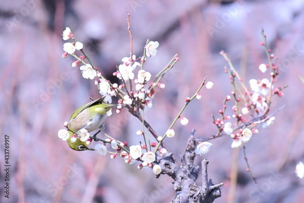 Obraz 梅とメジロ