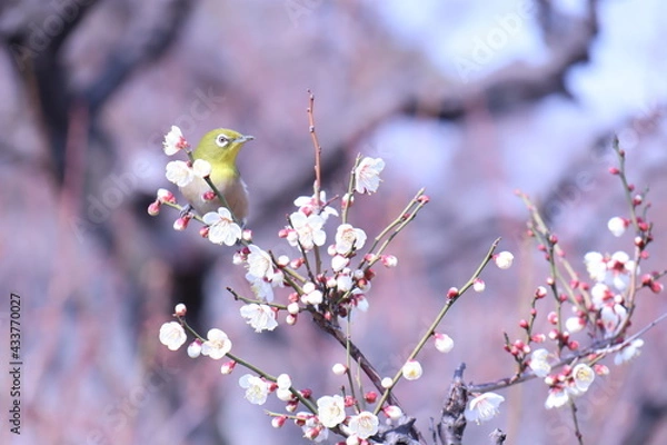Obraz 梅とメジロ
