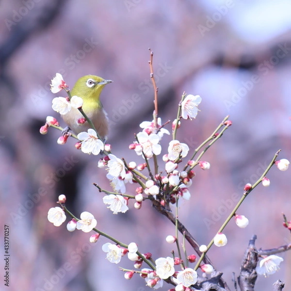 Obraz 梅とメジロ