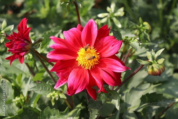 Fototapeta Bees sitting on a blossomed red and yellow dahlia