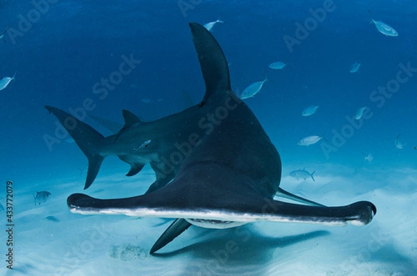 Fototapeta Portrait Face of Hammerhead Shark in Bimini, Bahamas