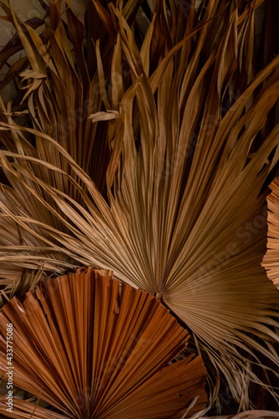 Obraz palm branches in the decor for house
