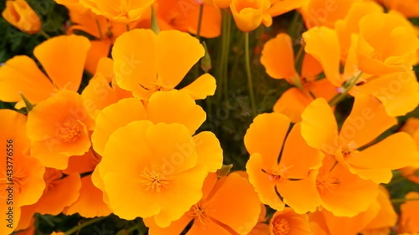 Fototapeta 商用で使える花の写真