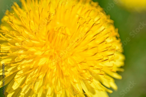 Fototapeta Yellow dandelion flowers macro photography in summer