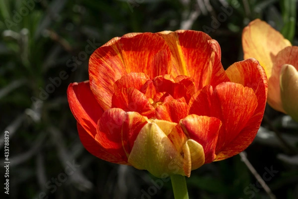 Obraz Tulpe