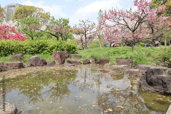 Obraz 桜リフレクション