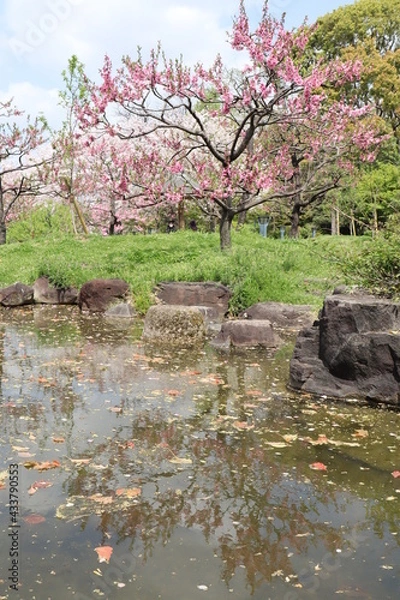 Obraz 桜リフレクション