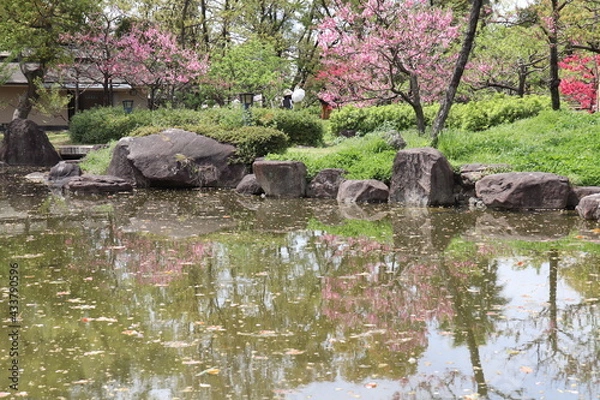 Obraz 桜リフレクション