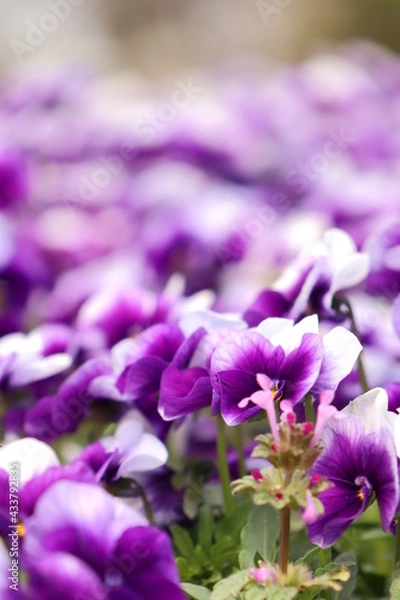 Obraz チューリップとパンジー