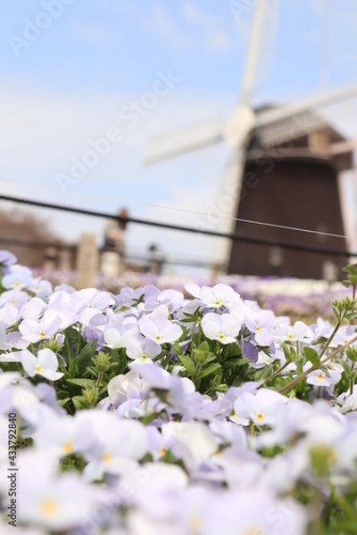 Obraz チューリップとパンジー