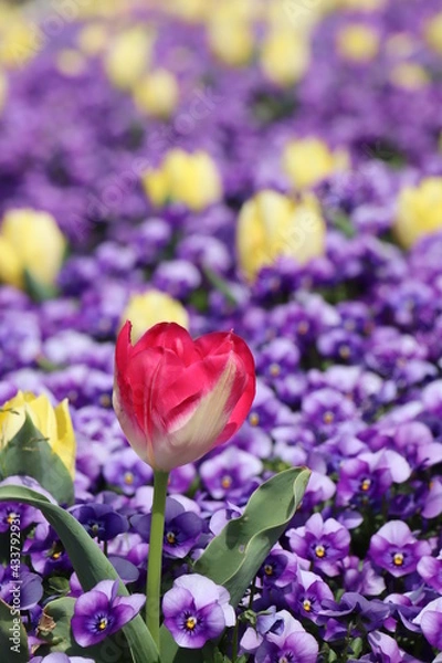 Obraz チューリップとパンジー