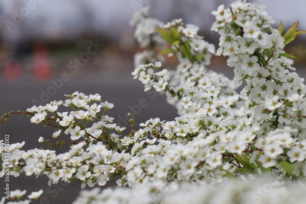 Obraz ゆきやなぎ