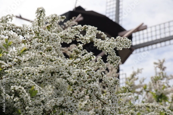 Obraz ゆきやなぎ