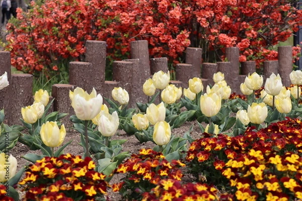 Obraz チューリップ